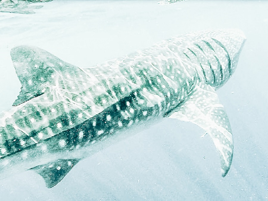 Whale Sharks in Cancun