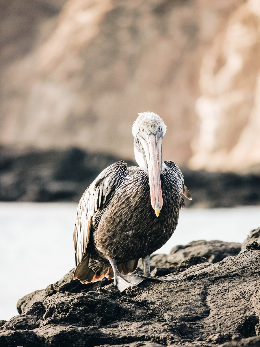 Wildlife on the Galapagos Islands