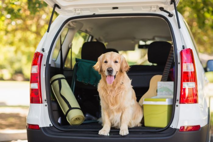 6 Things To Consider Before Taking Your Pet On Vacation
