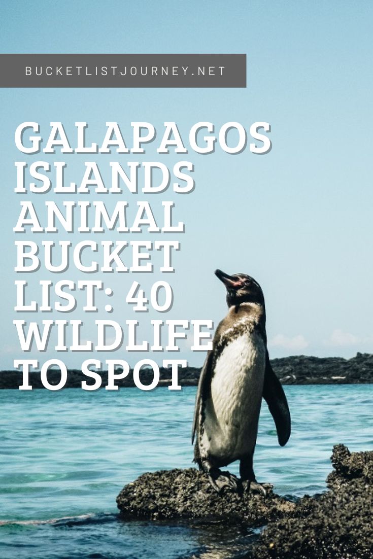 Top Animals & Wildlife to Spot on the Galapagos Islands