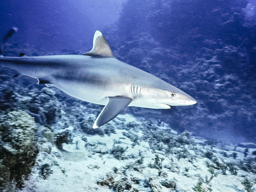 White-Tipped Reef Shark