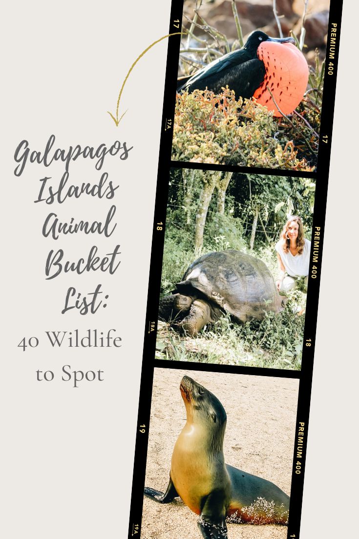 Galapagos Islands Animal Bucket List: 40 Wildlife to Spot