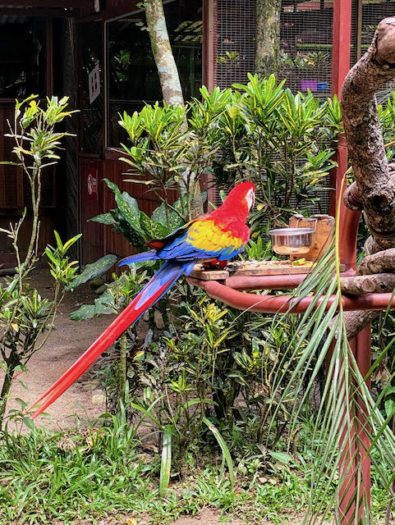 red yellow and blue bird in Jaguar rescue centre in Puerto Viejo costa rica