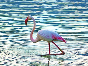 sardinia-cagliari-things-to-do-molentargius-pond-pink-flamingos