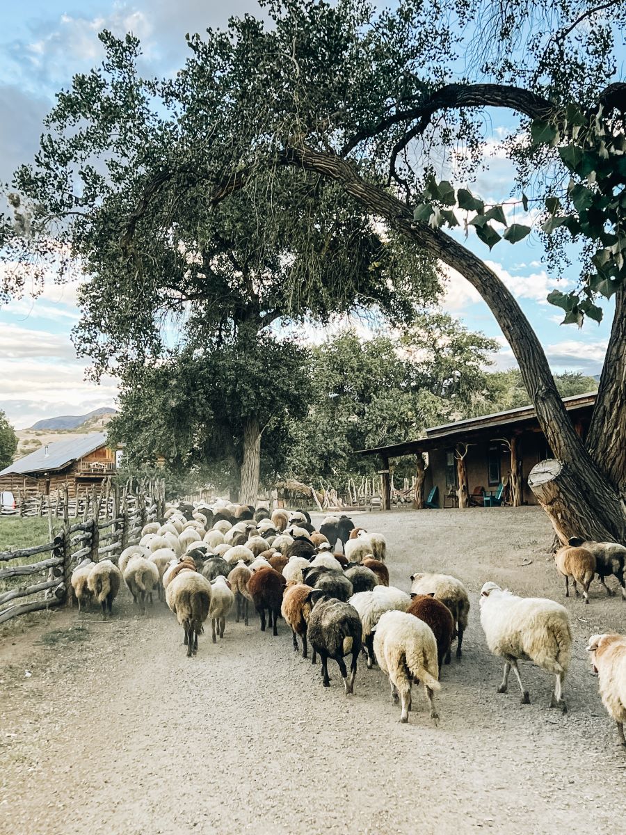 Canyon of the Anciets Guest Ranch Sheep