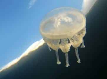 stingless-jellyfish-siargao-surigao-bucas-grande-things-to-do