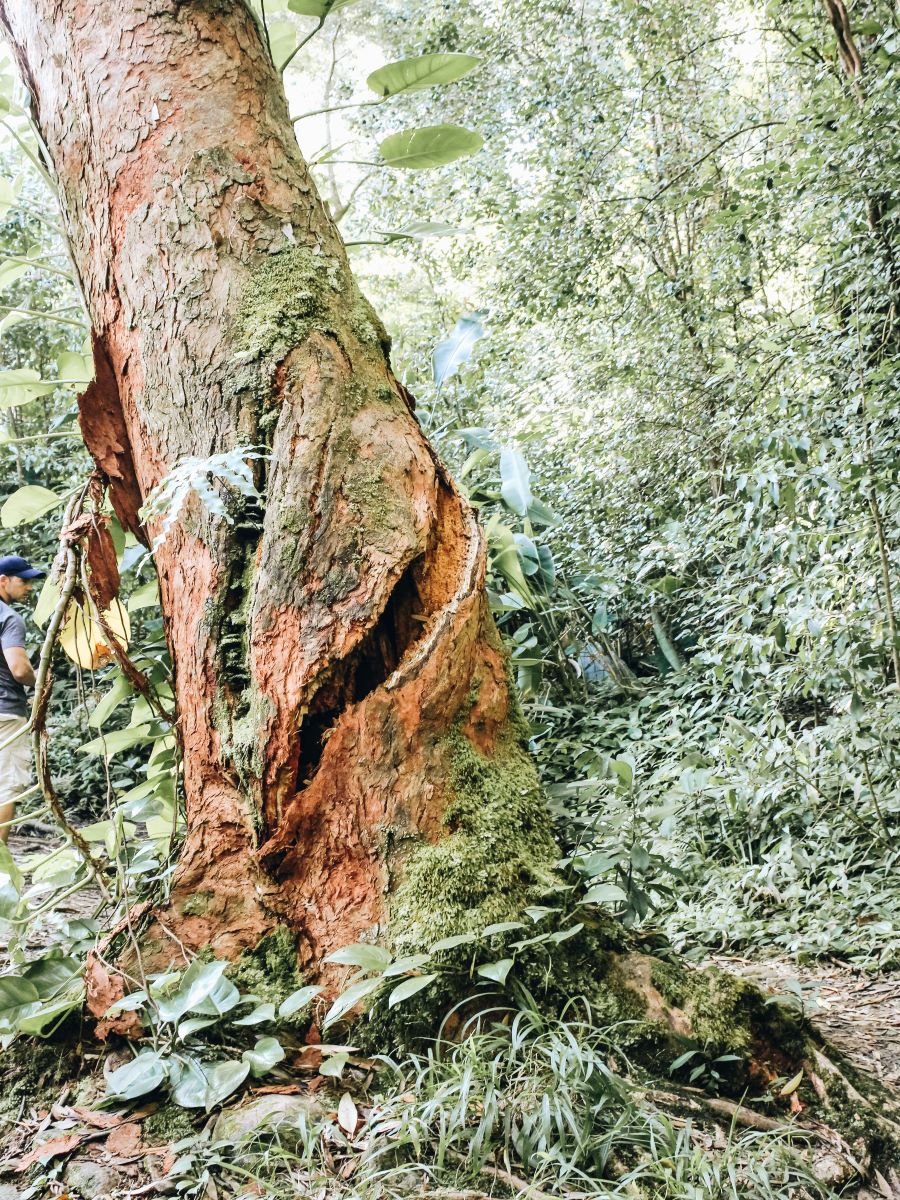 Waikamoi Nature Trail tree