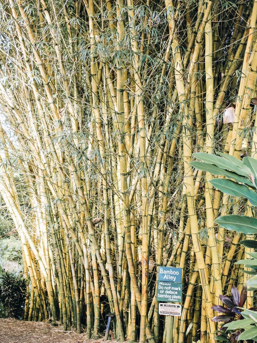 Bamboos at Garden of Eden