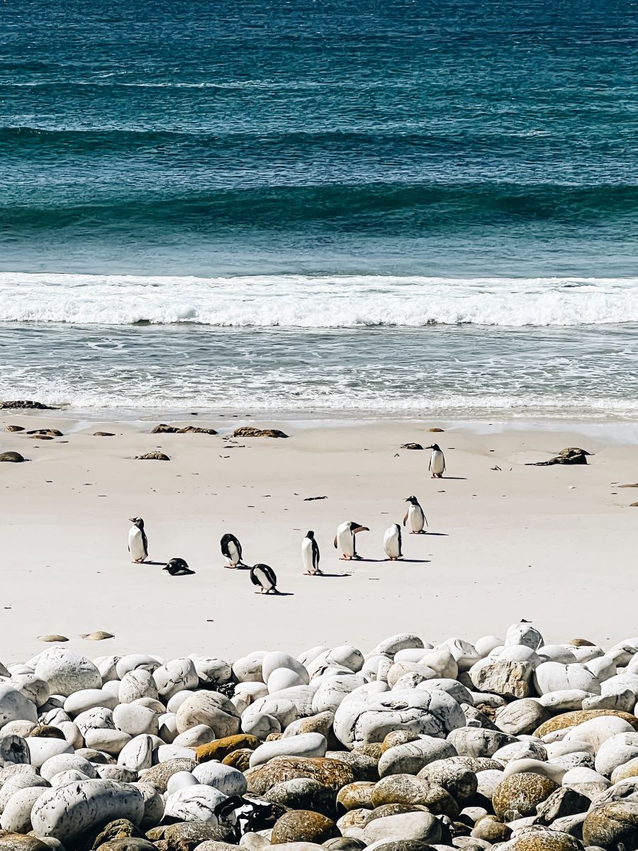 Pebble Island Water Penguins