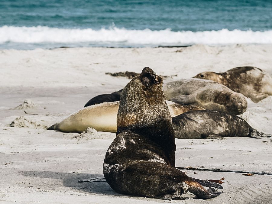 Falkland Island Wildlife