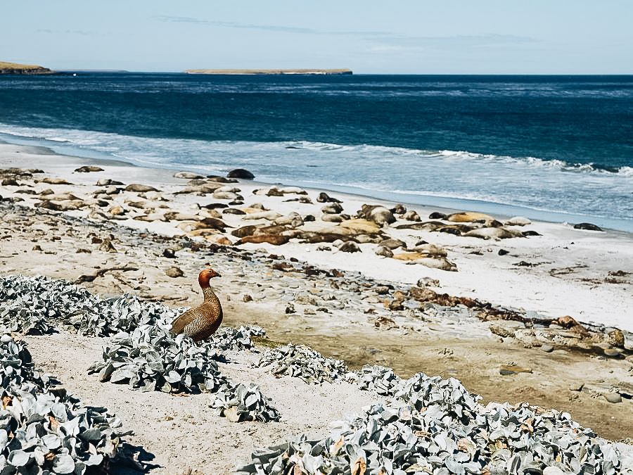 Falkland Island Wildlife