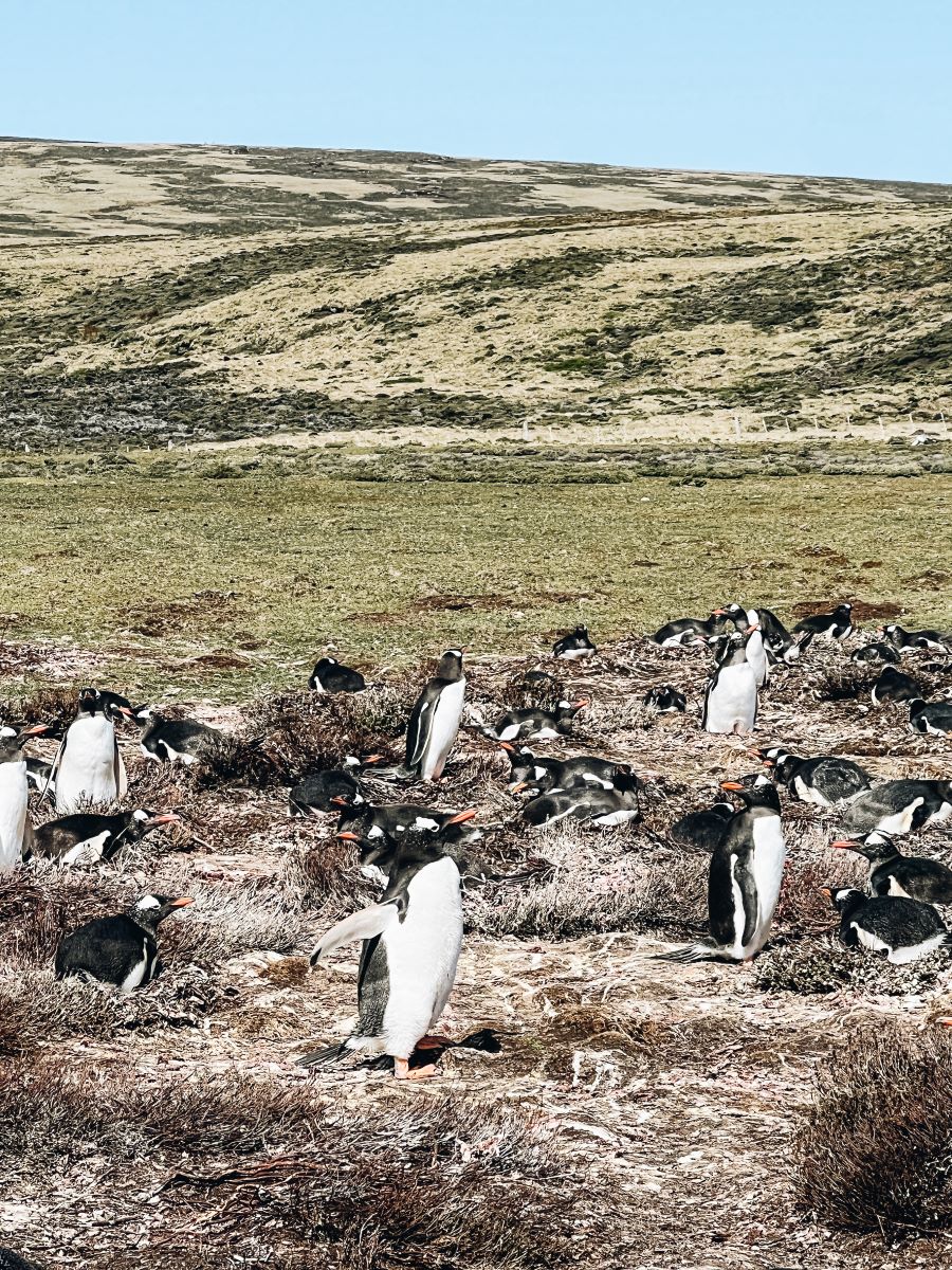 Port Howard Penguins