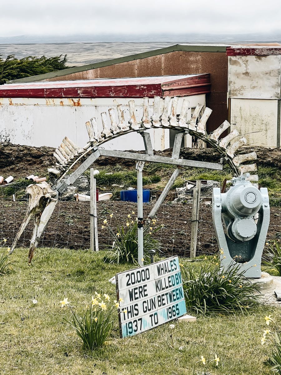 Whalebone Display Falkland Islands