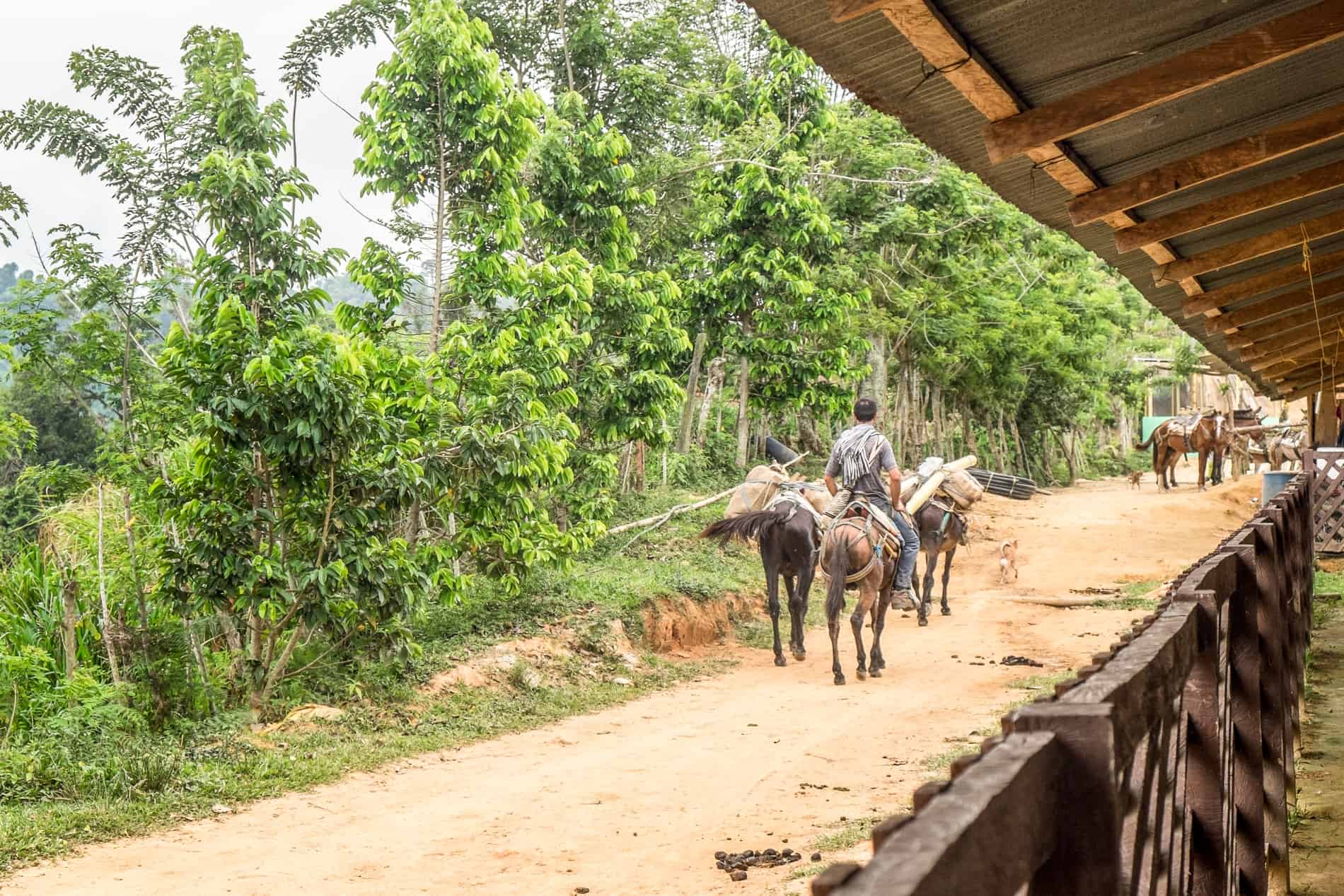 Donkey mules on the Lost City trek, Ciudad Perdida Colombia