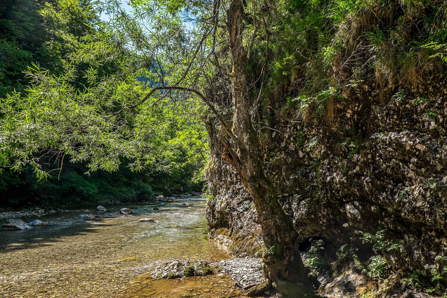 The Iški Vintgar gorge on the River Iška in the Iški Morost Nature Reserve, Slovenia. 