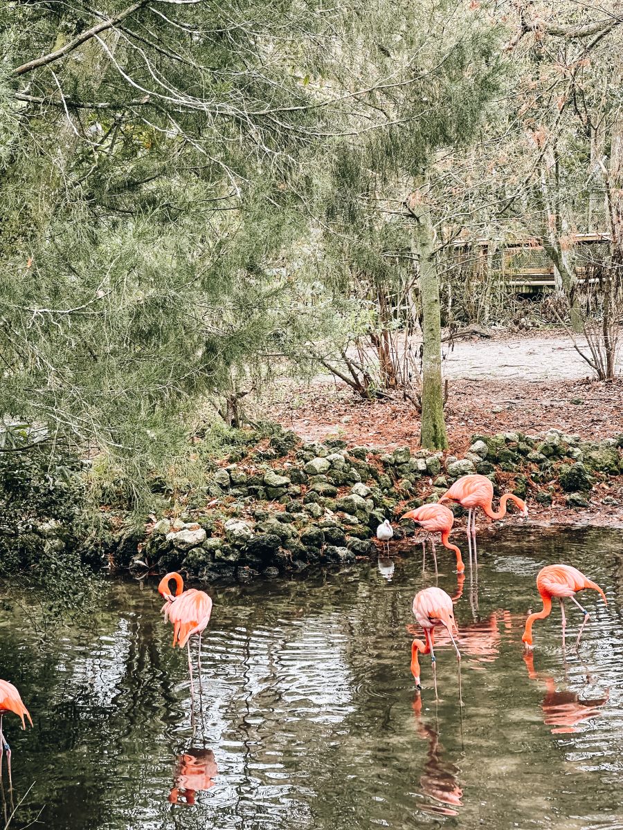 Homosassa Springs Wildlife State Park Flamingos