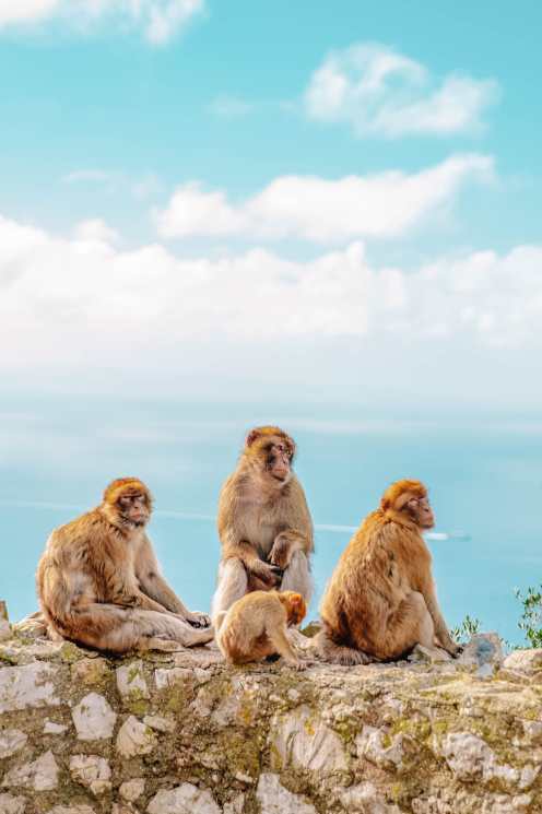 Best things to do in Gibraltar monkeys