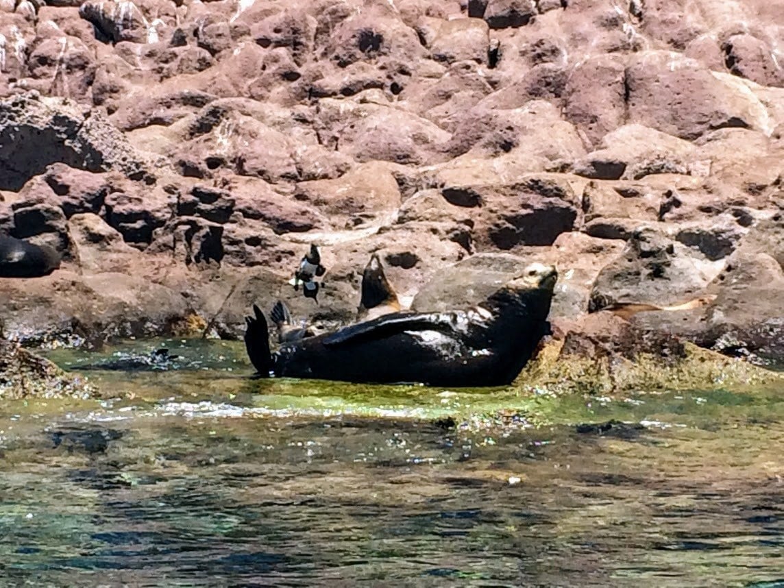 Sea lions on a rock in La Paz Mexico