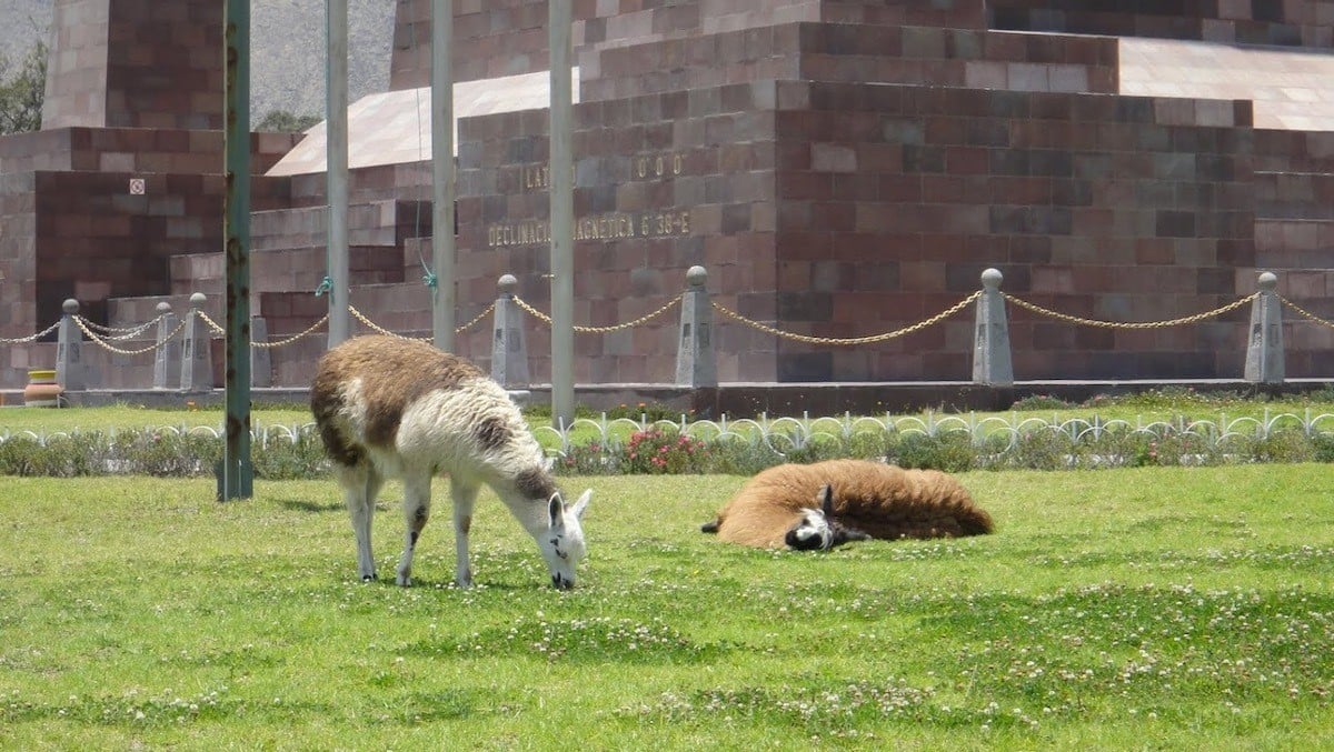 fluffy lamas at mitad del mundo