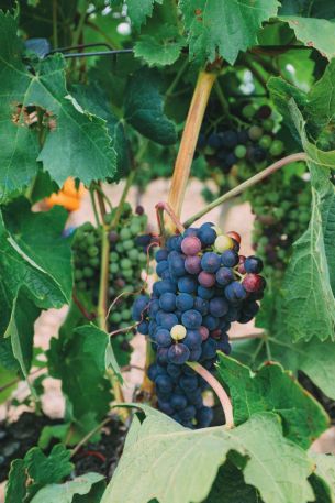 Afternoons In Spanish Vineyards In La Rioja... And Evening In Bilbao In The Spanish Basque Country (9)