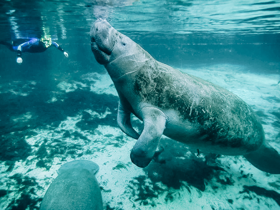 Manatees