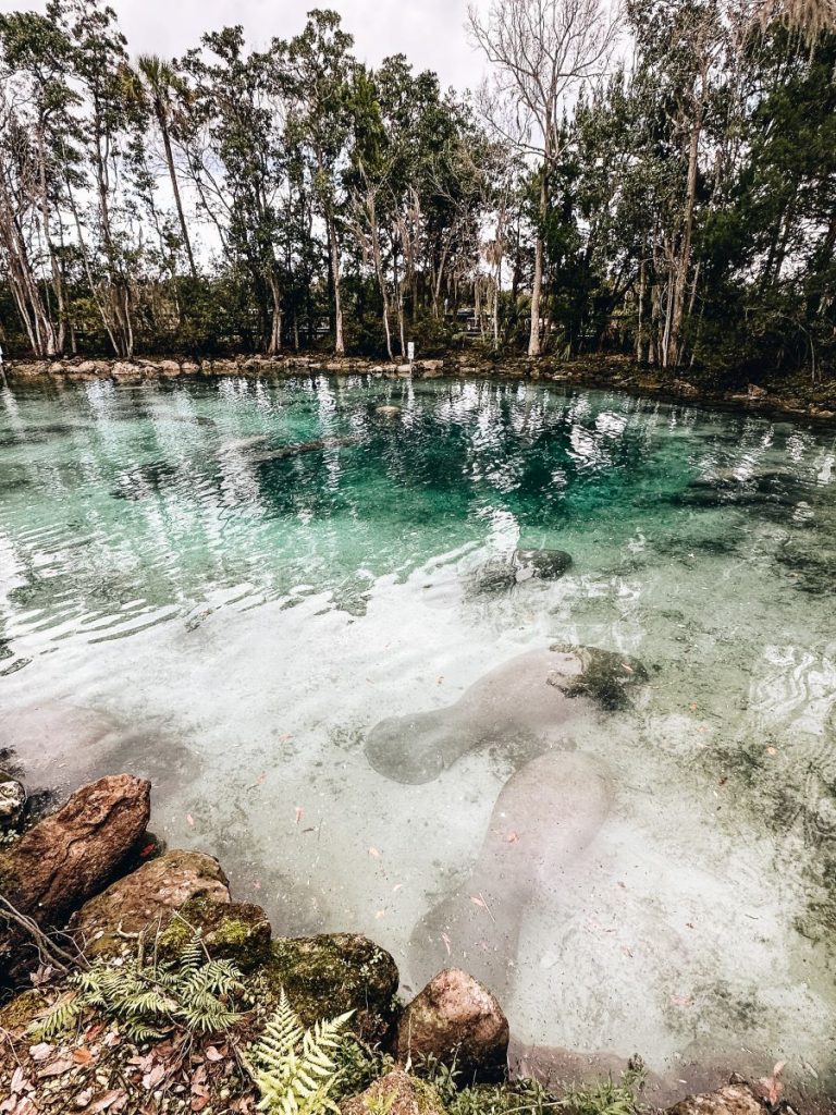 Three Sisters Springs Manatees