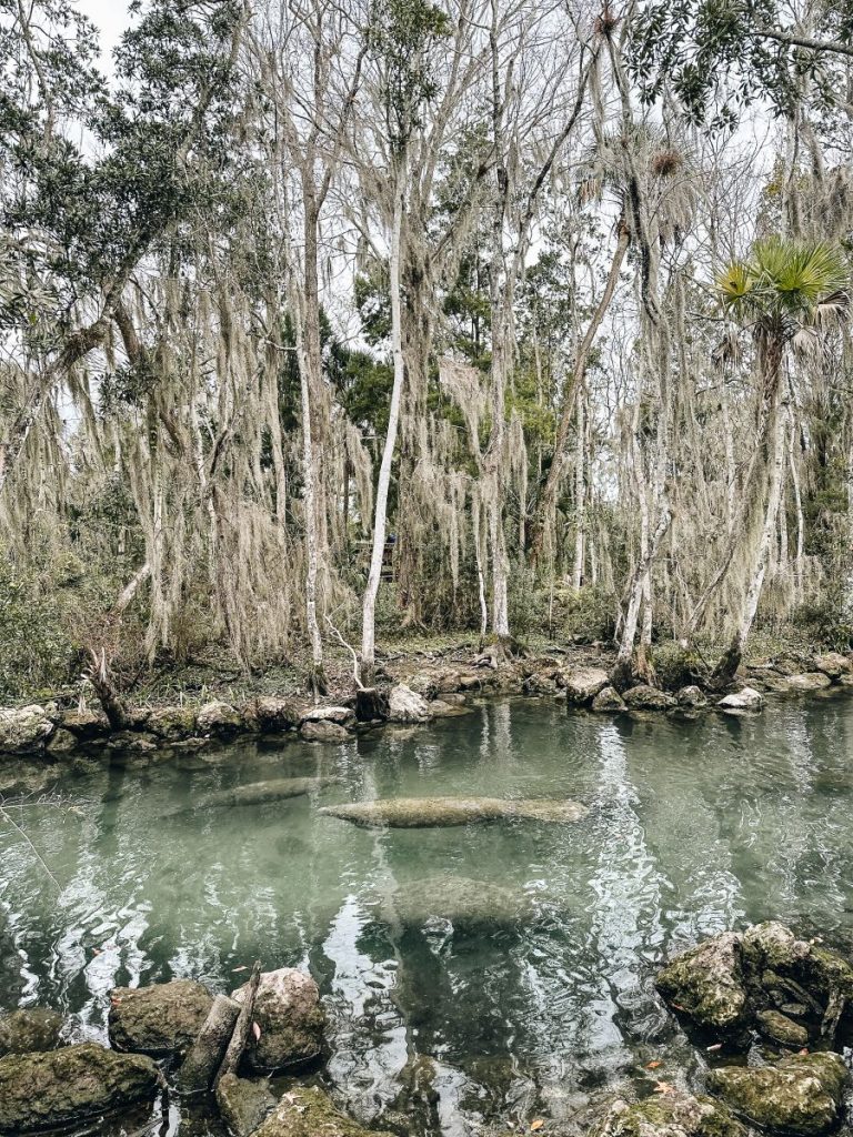 Three Sisters Springs Boardwalk Manatees