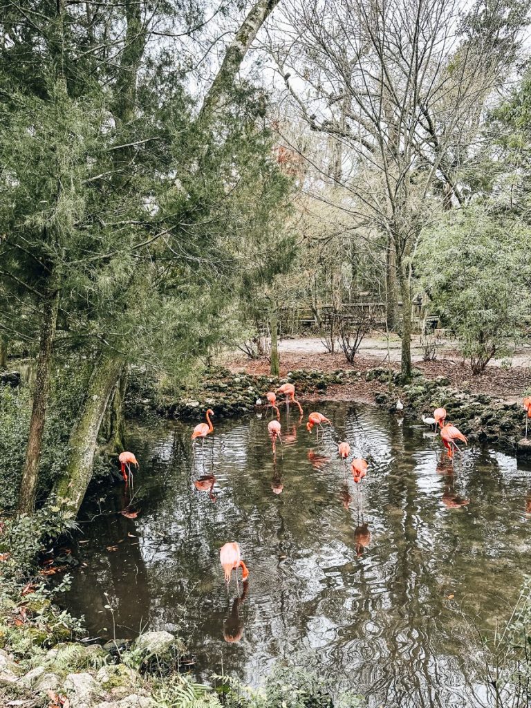 Ellie Schiller Homosassa Springs Wildlife State Park Flamingos