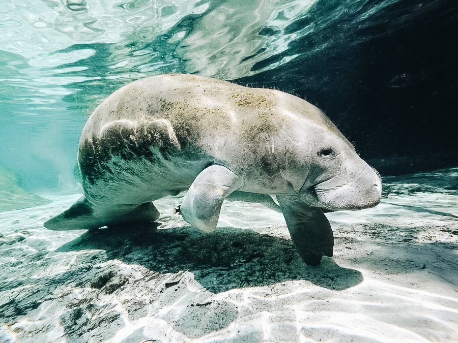 Manatees