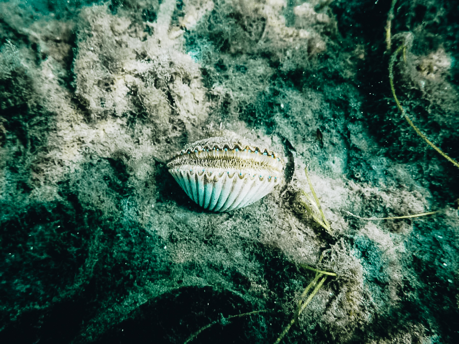 Scalloping