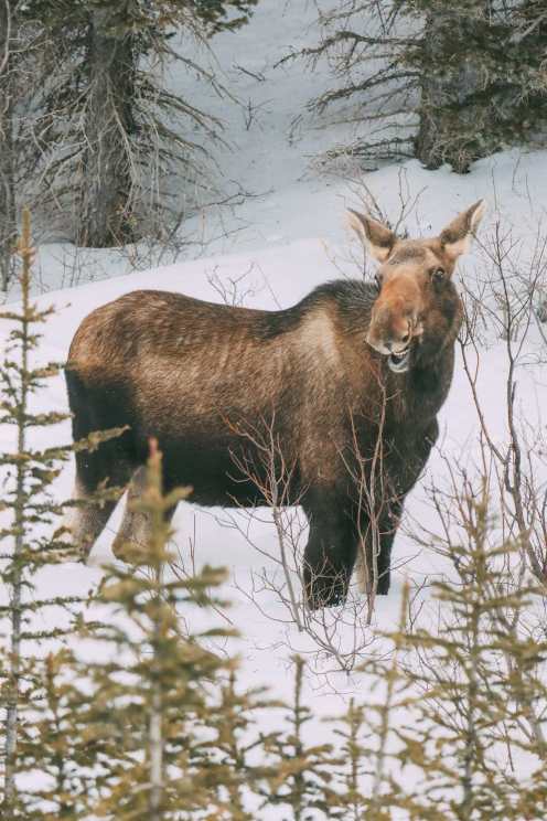 Finding Wild Moose And Skiing In Sunshine Village... In Banff, Canada (7)