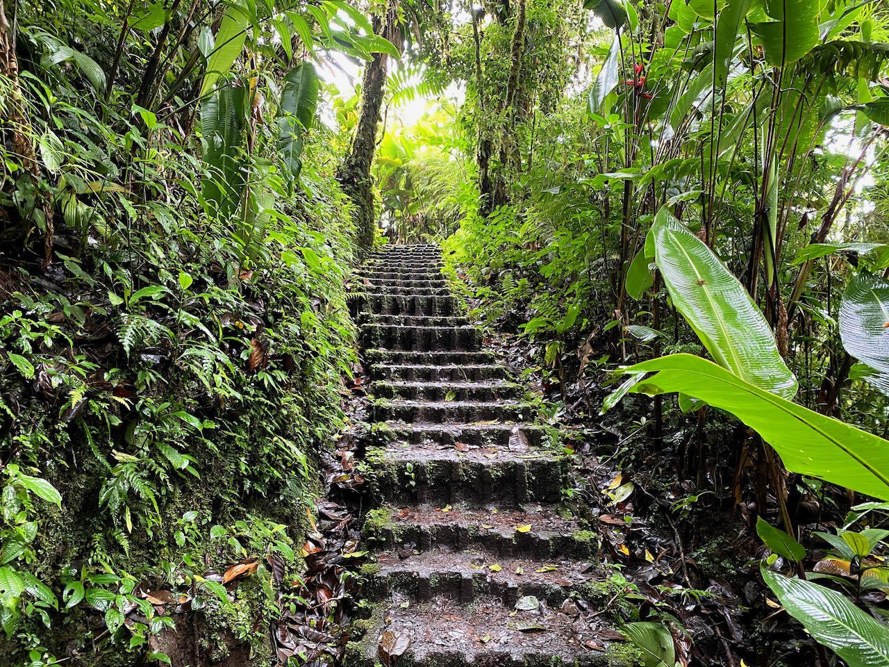 trail in the cloud forest in Monteverde Costa Rica