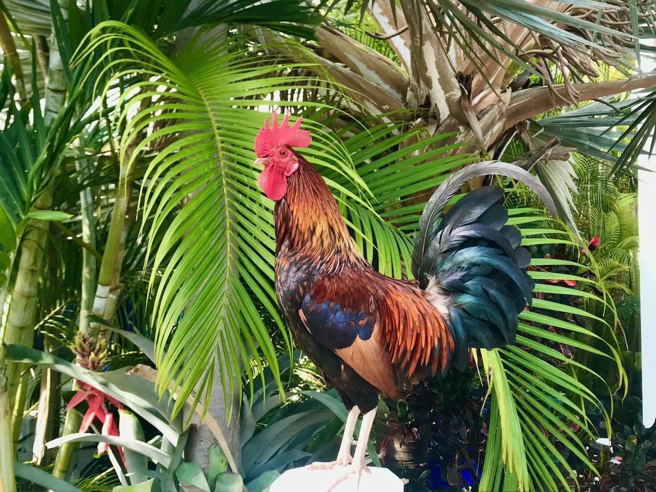 Things to do in Key West Rooster