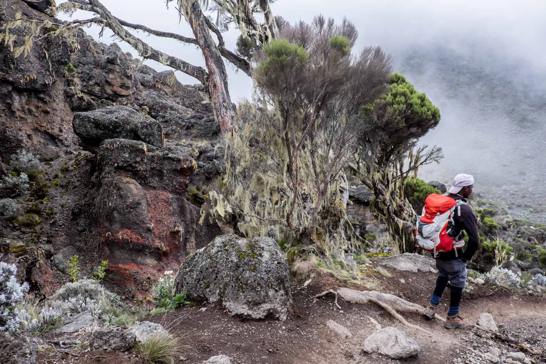 A man wearing black with a red backpack leads the way down a dry mud path on Kilimanjaro mountain, lined with alpine desert trees and orange rocks