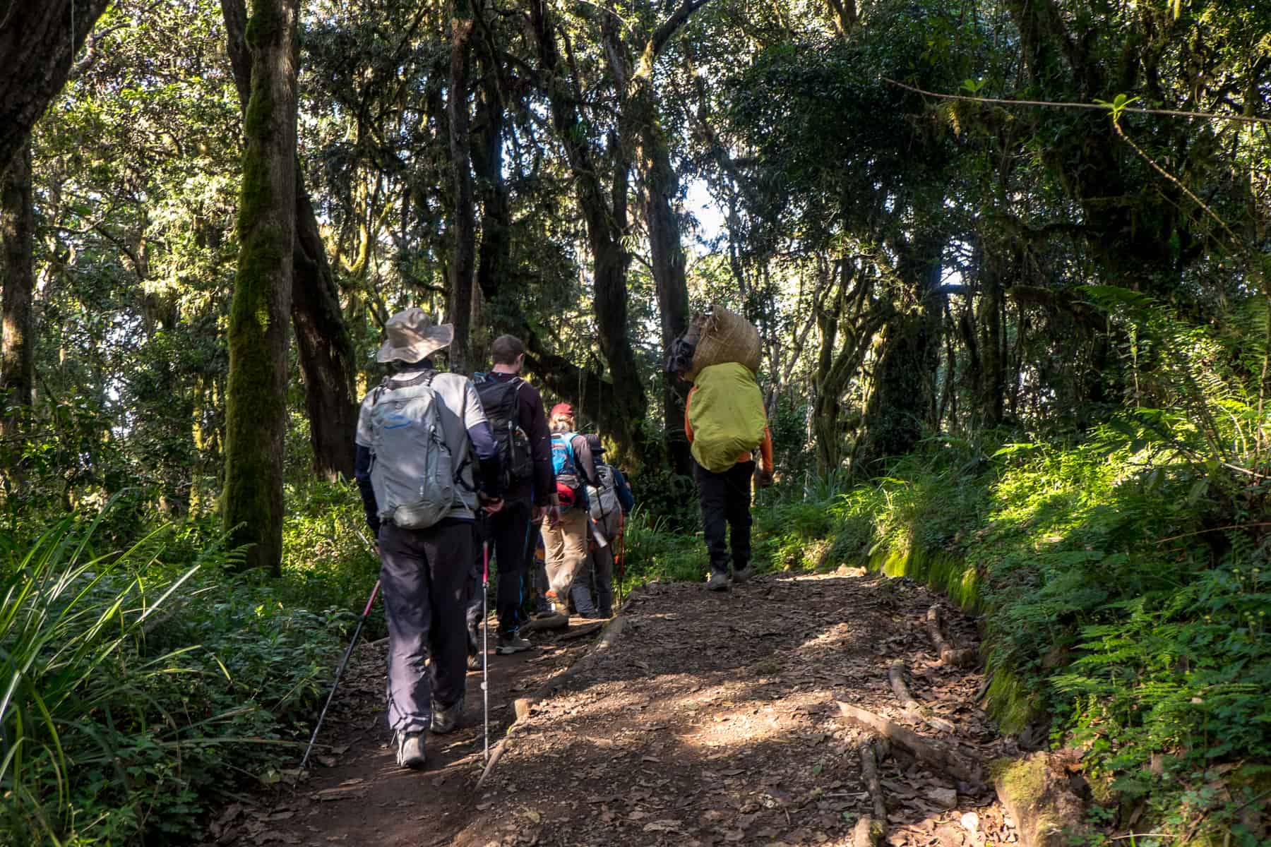 A group of trekkers walking in a line on an orange muddy path through the thick Rainforest of Kilimanjaro. They follow a porter carrying a large green sack and a wicker basket.