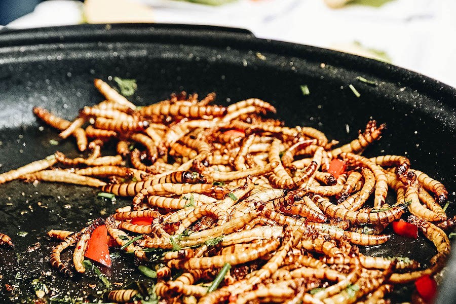 Fried Mealworms in a bowl ready to eat