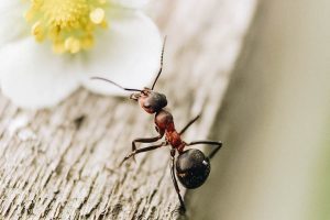 Ant on a Board