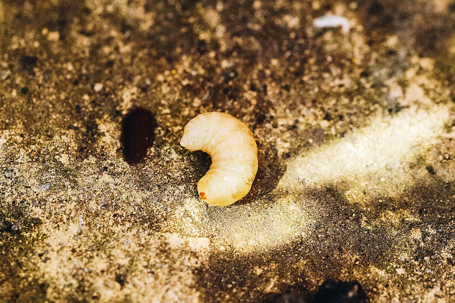 Edible Insect: Bee Larvae