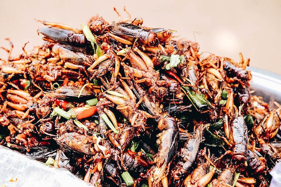 Edible cockroaches for sale and ready to eat