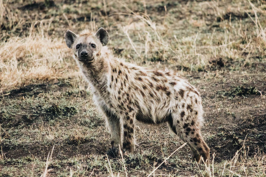 African Safari Animal: Hyena
