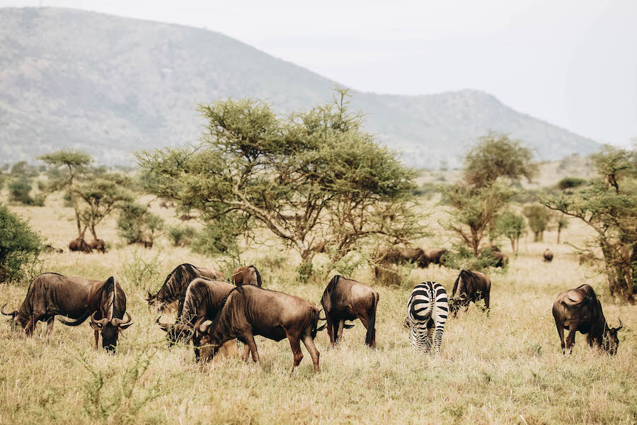 On safari at the Four Seasons Lodge in Serengeti National Park