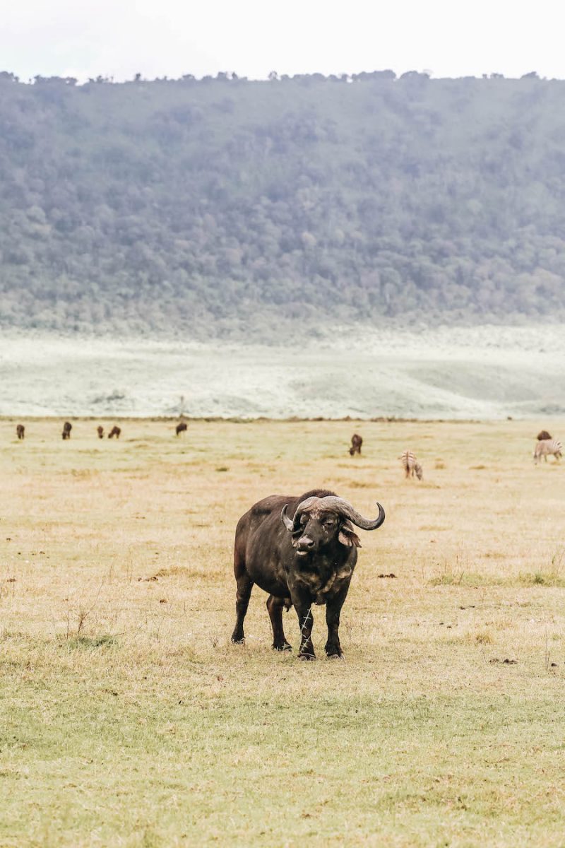 African Cape Buffalo on Safari in Tanzania
