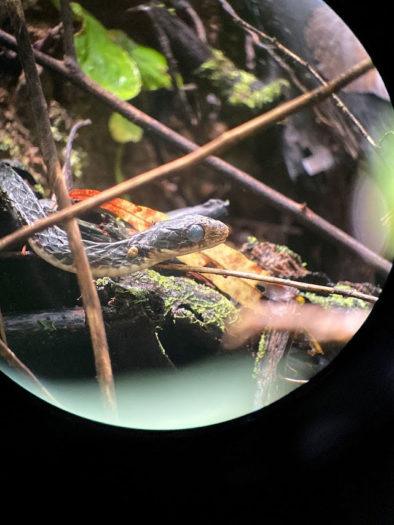 close up of snake in La Fortuna Costa Rica