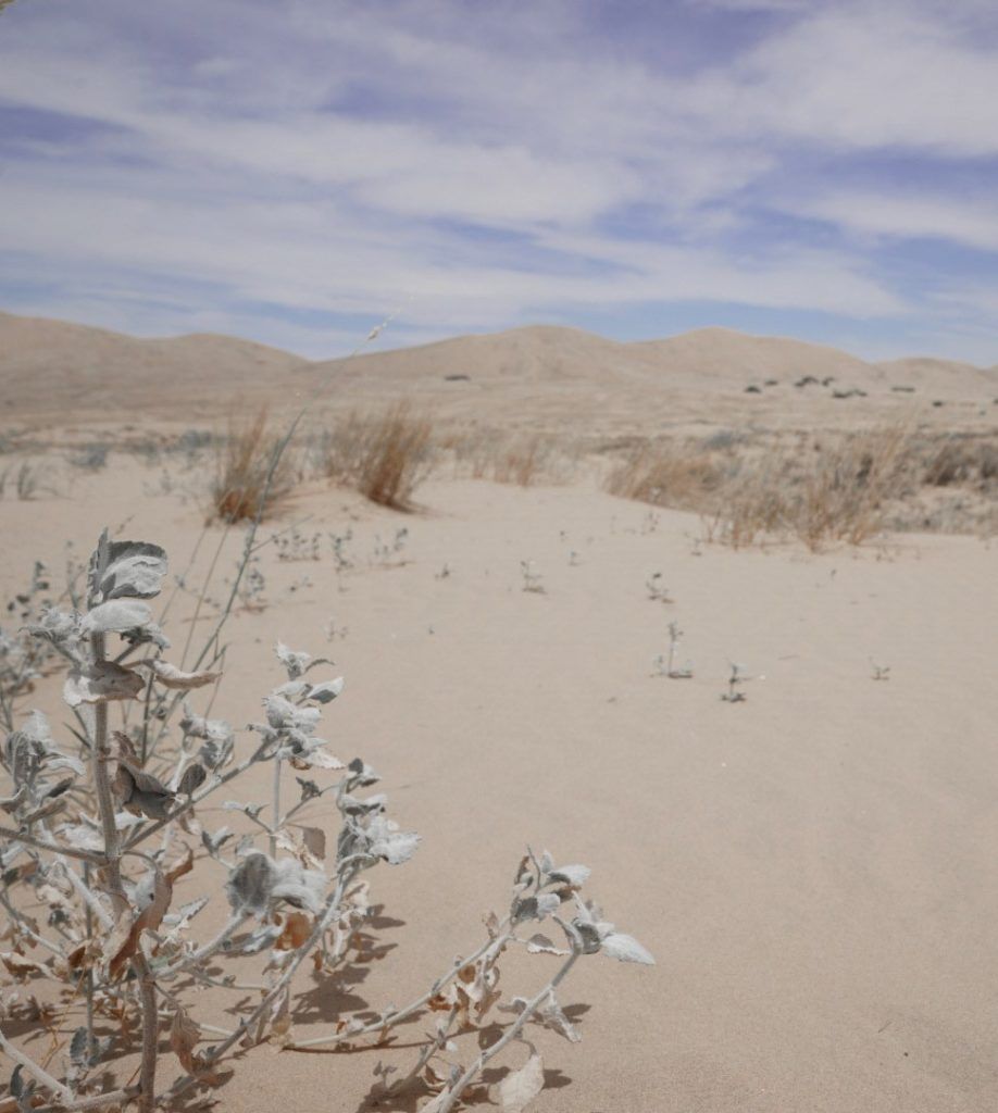 The Kelso Dunes at Mojave National Preserve.