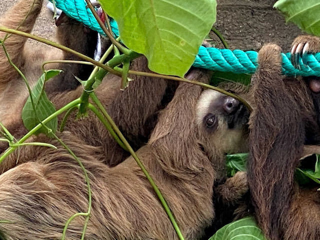 group of sloths at jaguar rescue centre puerto Viejo costa rica