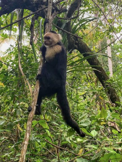 Capuchin monkey hanging onto a tree branch in Cahuita Costa Rica