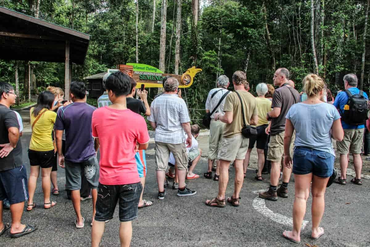 Tourists watching Orangutans in Borneo Sarawak