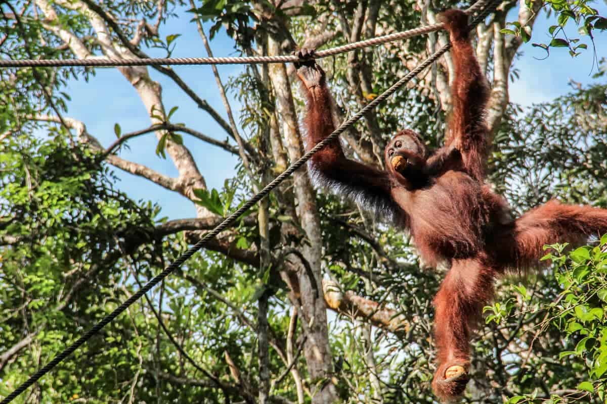 Seeing orangutans up close in Borneo