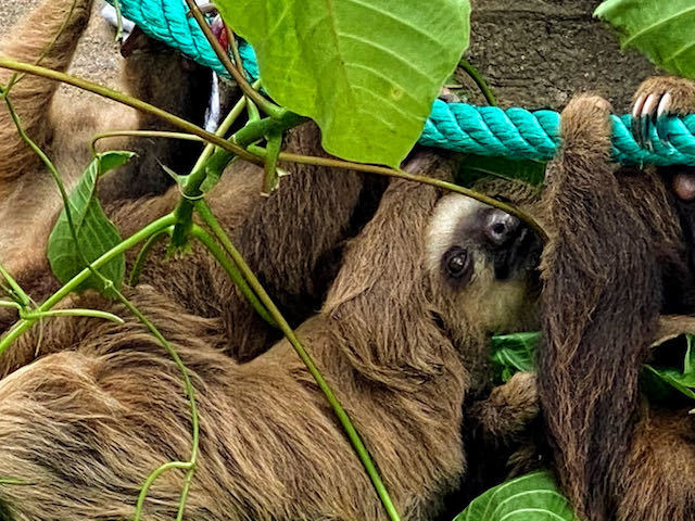 sloths in puerto viejo costa rica