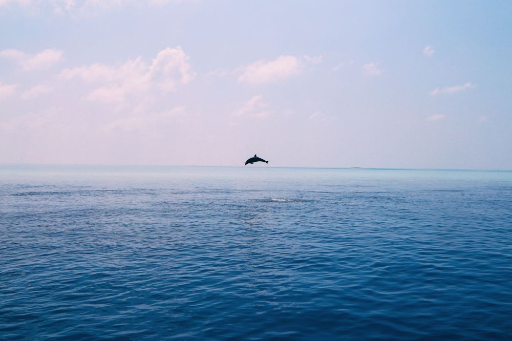 Maafushivaru, Birthing Dolphins And Swimming With Manta Rays... In The Maldives (50)